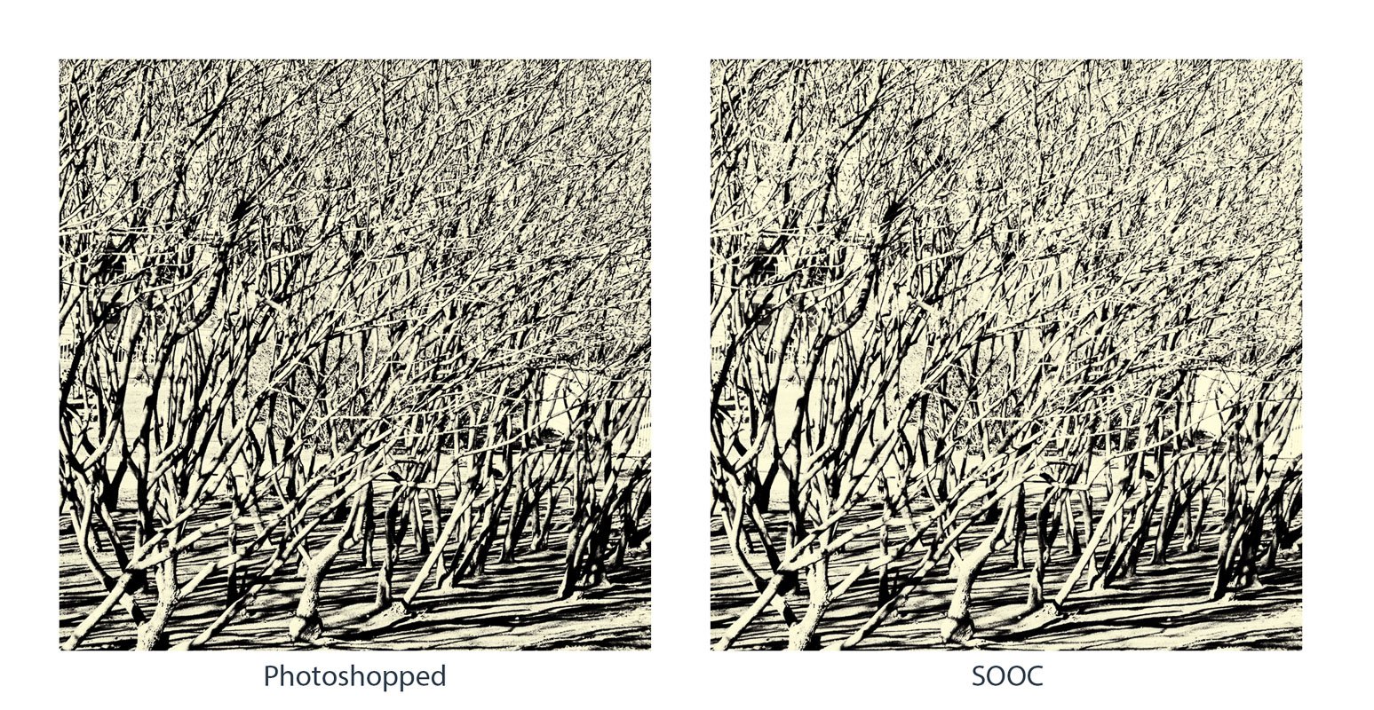 Vergelijking van 2 manieren om te komen tot foto Struiken in Sint Petersburg in zwart-wit