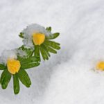 Winterakonieten in de sneeuw