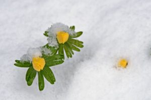 Winterakonieten in de sneeuw