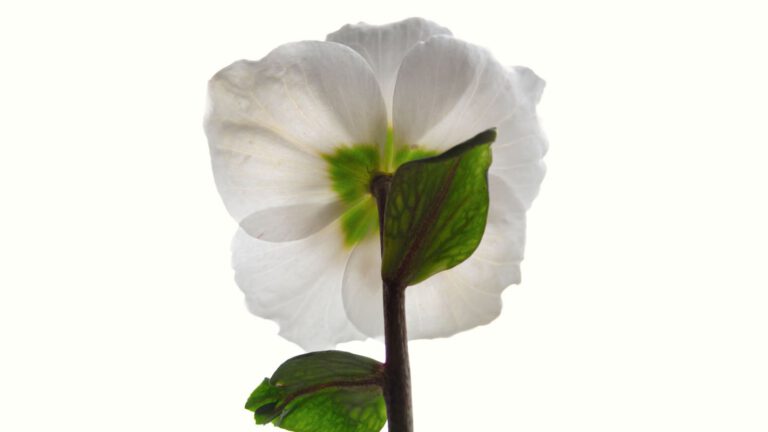 Achterzijde van de bloem van Helleborus niger