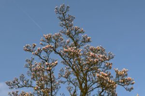 Magnoliaboom tegen een blauwe hemel