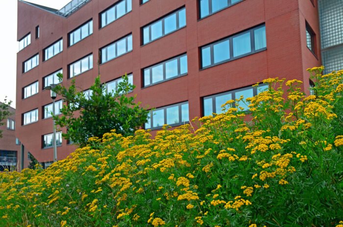 Urban flora: geel boerenwormkruid voor een rood kantoor