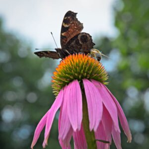 Vlinder en bij op een achinacea plant
