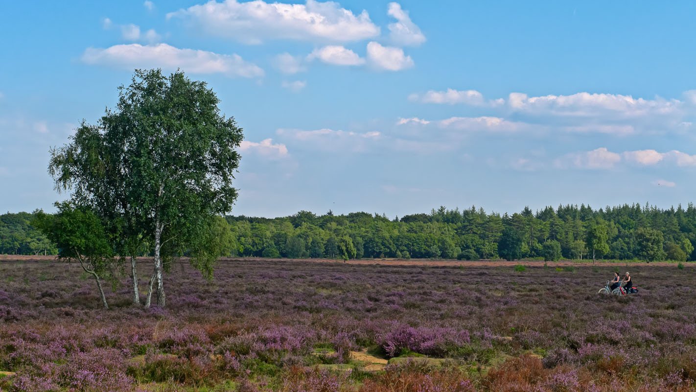 Fietsers op de Groevenbeekse heide