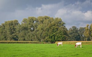 Grazende koeien op landgoed de Poll