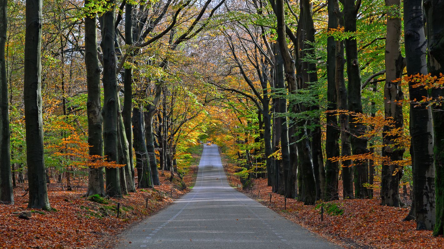 Beuken langs de weg naar Uddel in de herfst