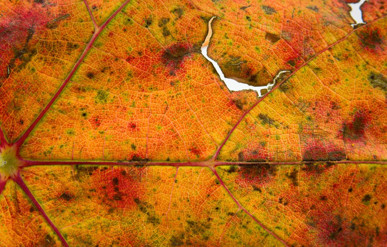 Herfstkleuren van een druivenblad