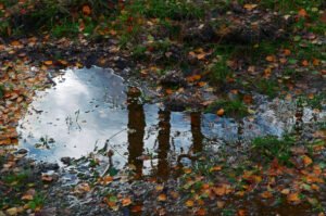 Een natte herfst: plas water in het bos