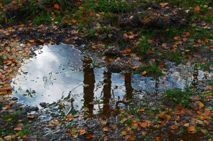 Een natte herfst: plas water in het bos
