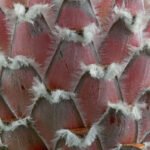 Detail van de voorzijde van protea bloem