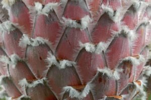Detail van de voorzijde van protea bloem