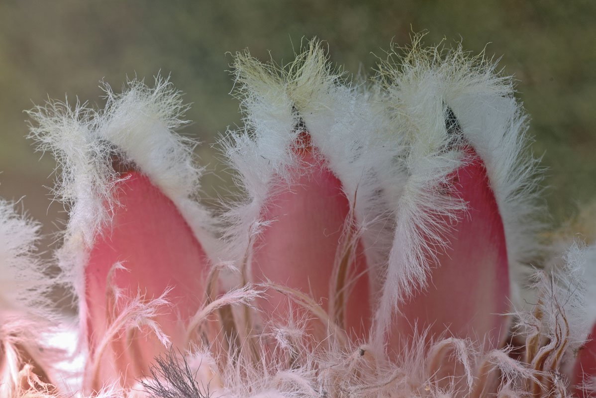 Schubben van de bloem van een protea