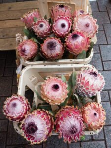 Protea's te koop op de markt in Amersfoort
