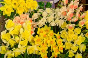 Kleurenpracht van narcissen op de flora in Bovenkarspel