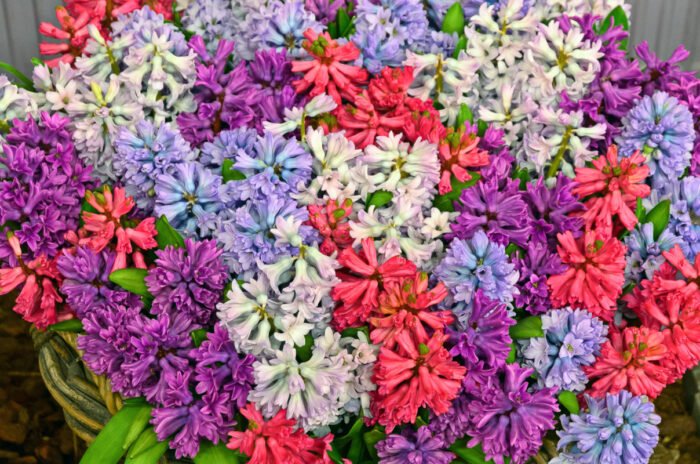 Kleurenpracht van bloeiende hyacinten op flora in Bovenkarspel