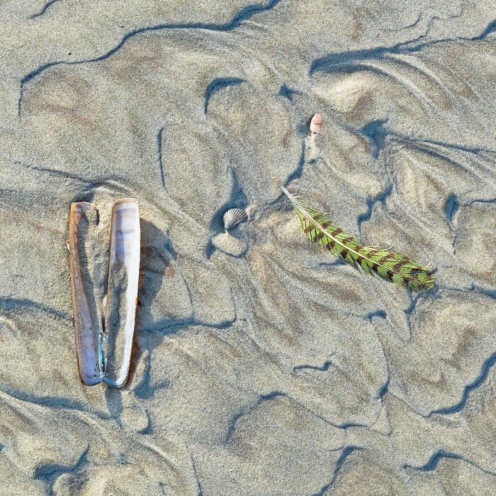 Kleine details - een groen veertje op op het strand naast de schelpen