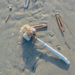 Kleine details: een wc-borstel op het strand van Schiermonnikoog