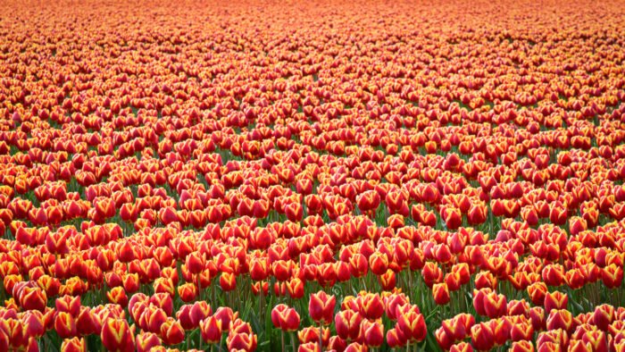 Bloeiende bollenvelden met rood gele tulpen in overvloed