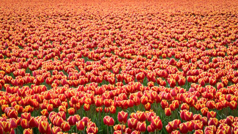 Bloeiende bollenvelden met rood gele tulpen in overvloed