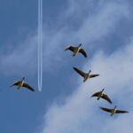6 Ganzen vliegen in de blauwe lucht