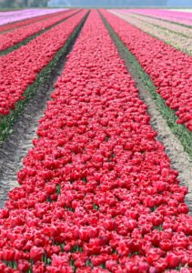 Een bed met rode tulpen in de Noordoostpolder