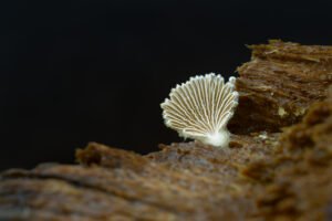 Het waaiertje (Schizophyllum) op een gekloofd blok hout van een oude beuk