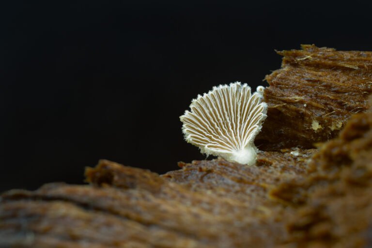 Het waaiertje (Schizophyllum) op een gekloofd blok hout van een Jan