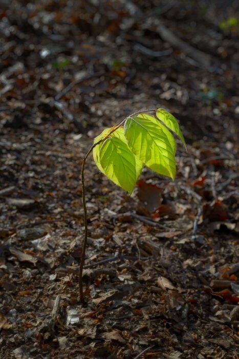 Een jong beukenplantje toont zijn eerste bladeren in de lente