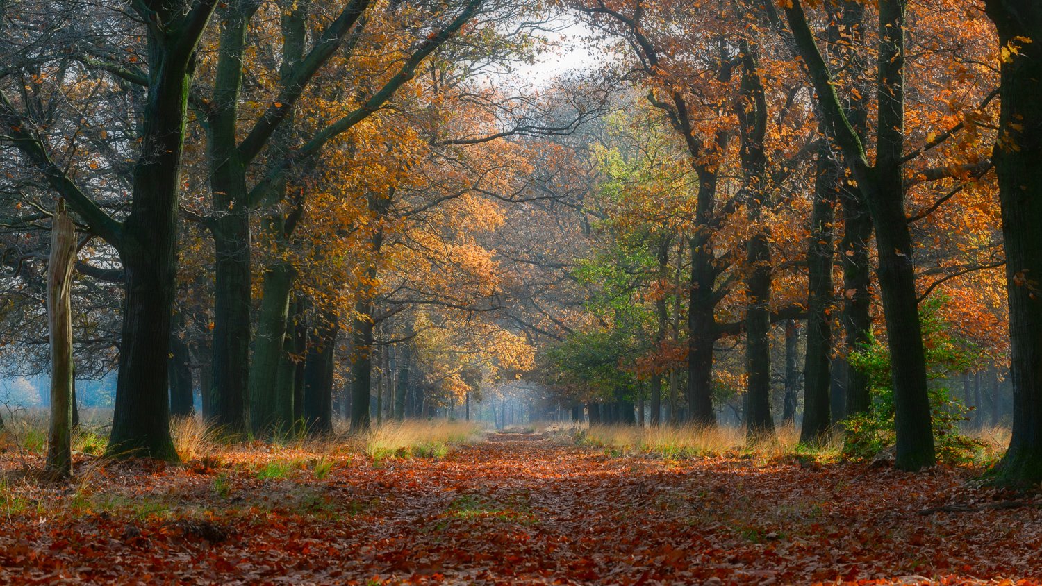 Een dromerig pad met bomen en veel bladeren op de Hoge Veluwe
