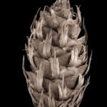 Kegels van coniferen - een voorbeeld in zwart-wit