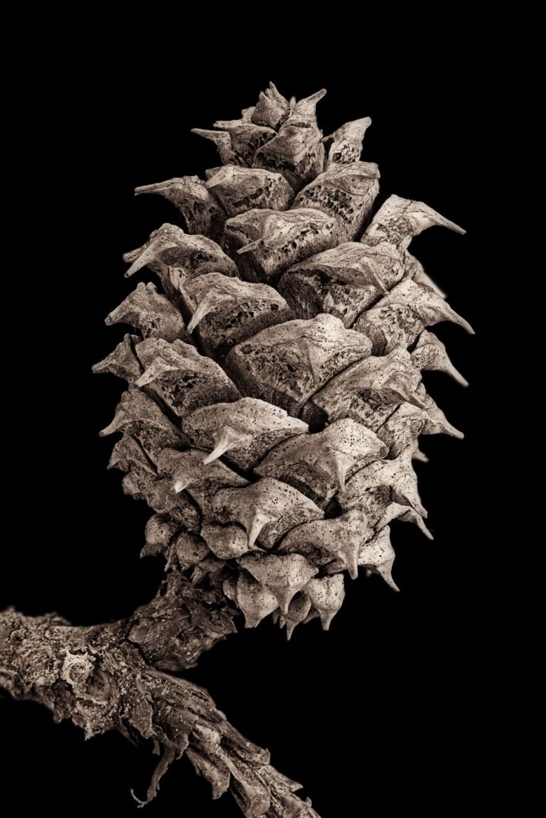 Kegels van coniferen - een voorbeeld in zwart-wit