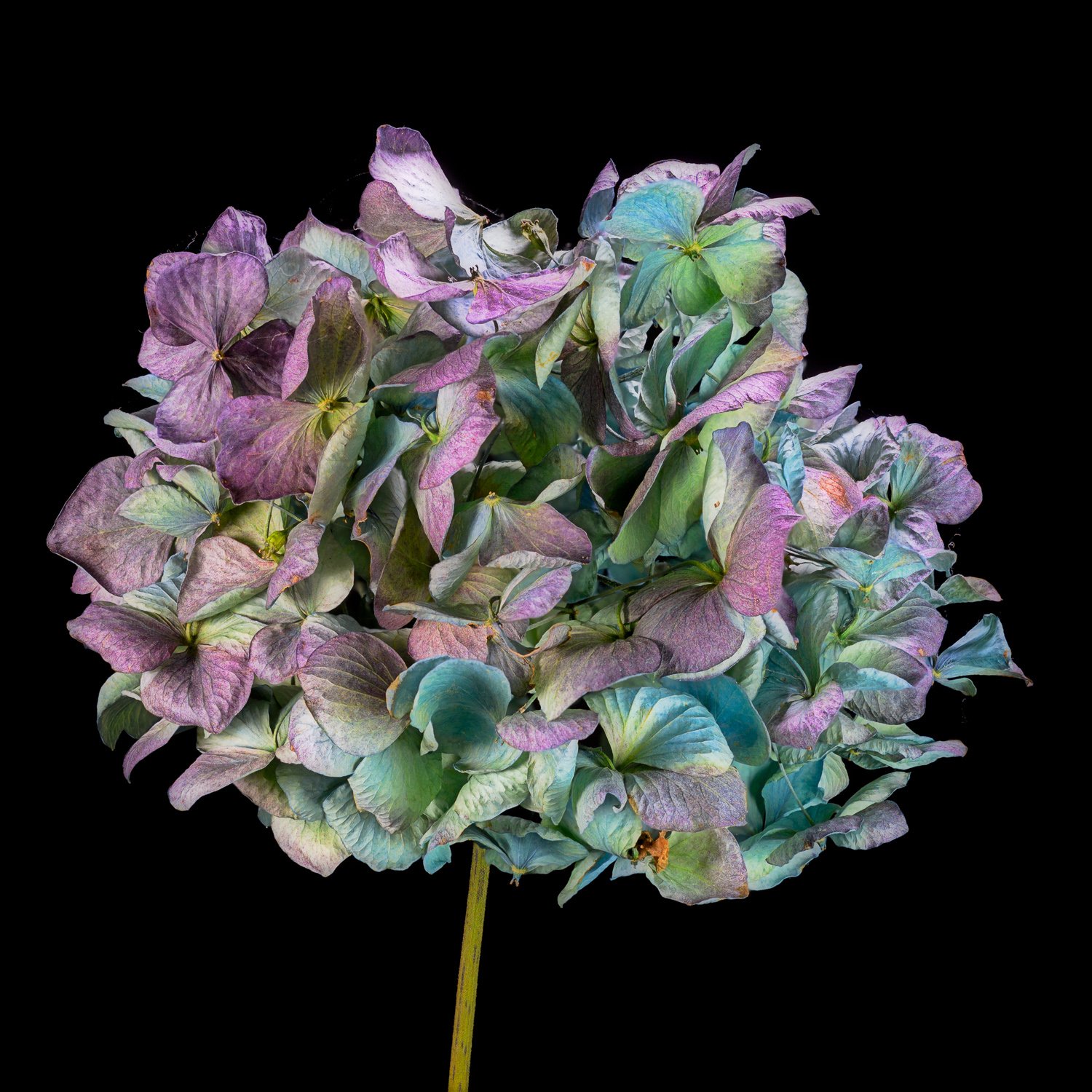 Hortensia als droogbloem - toont de veelzijdigheid van de hydrangea.