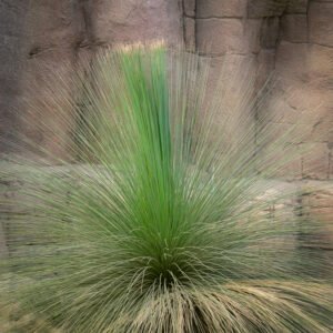 Pol gras in de desert van Burgers Zoo