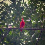 De rode Ibis in de bush van Burgers Zoo