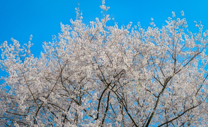 Bloeiende prunus tegen de lente hemel op het Belmonte Arboretum
