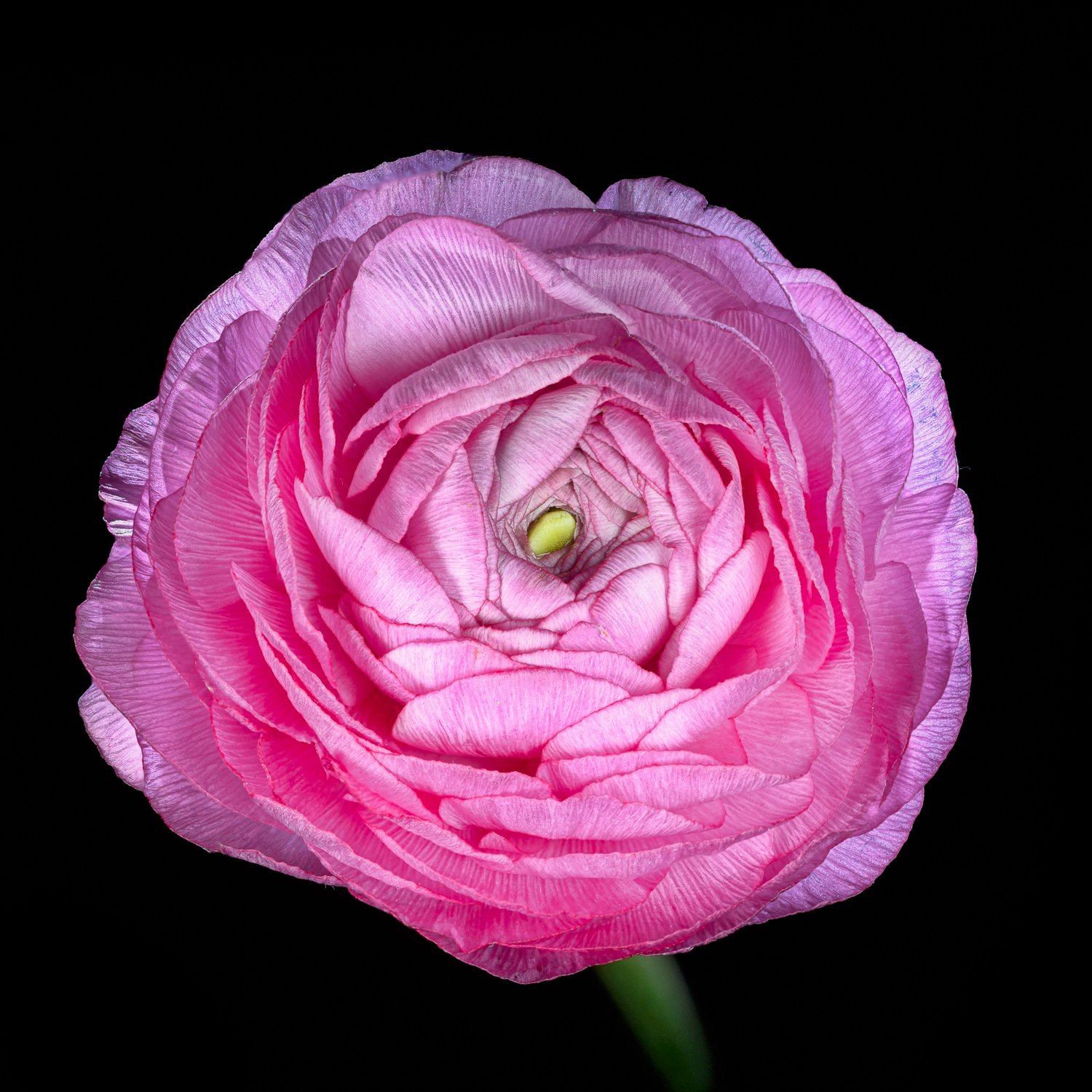 Een roze ranonkel gemaakt met focus stacking