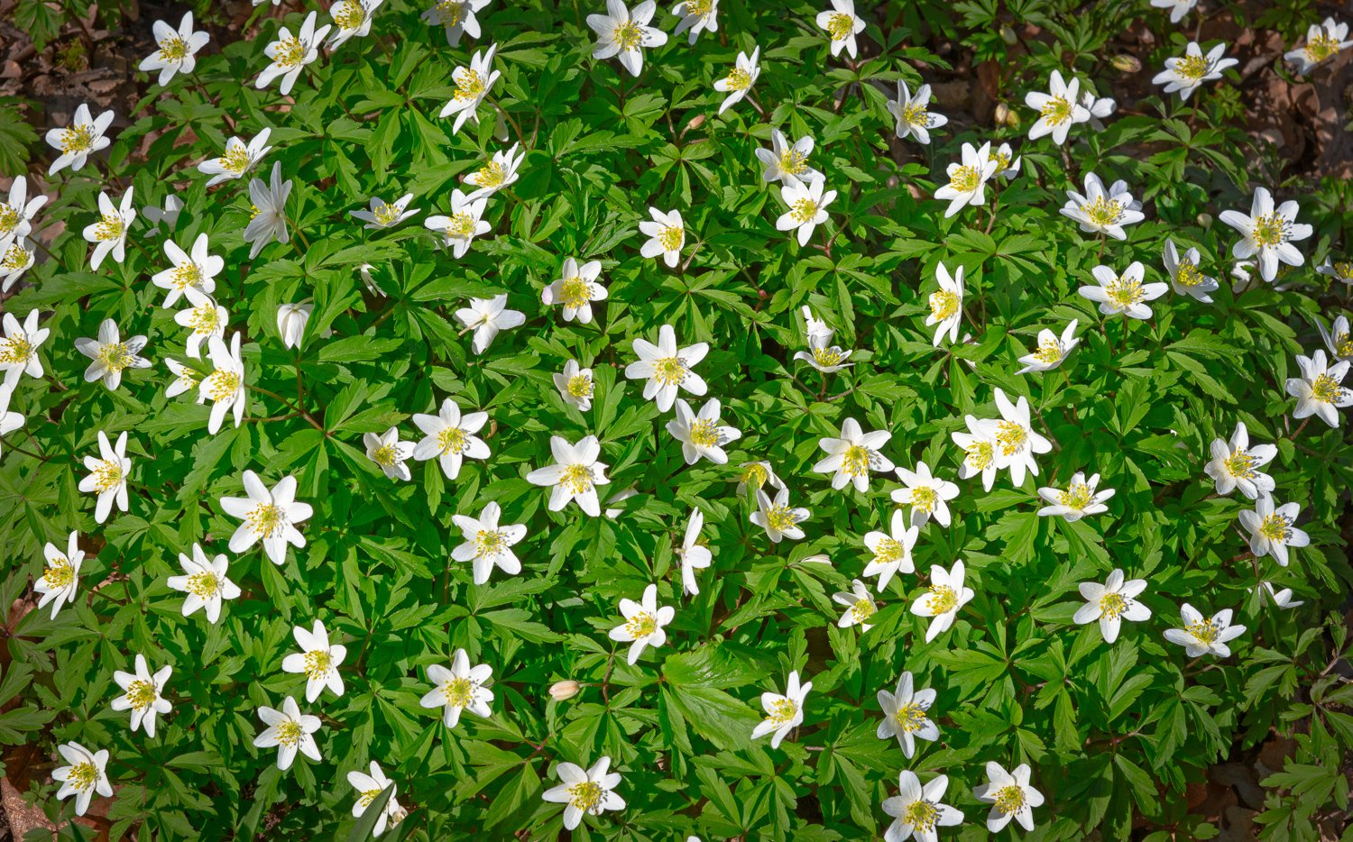 Bosanemonen - het patroon van de lente