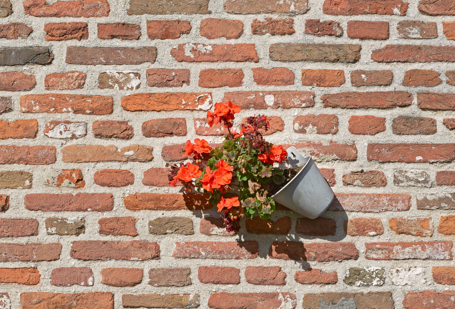 Pot met geraniums tegen een oude muur in Elburg