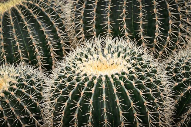 A group of cacti with white thorns