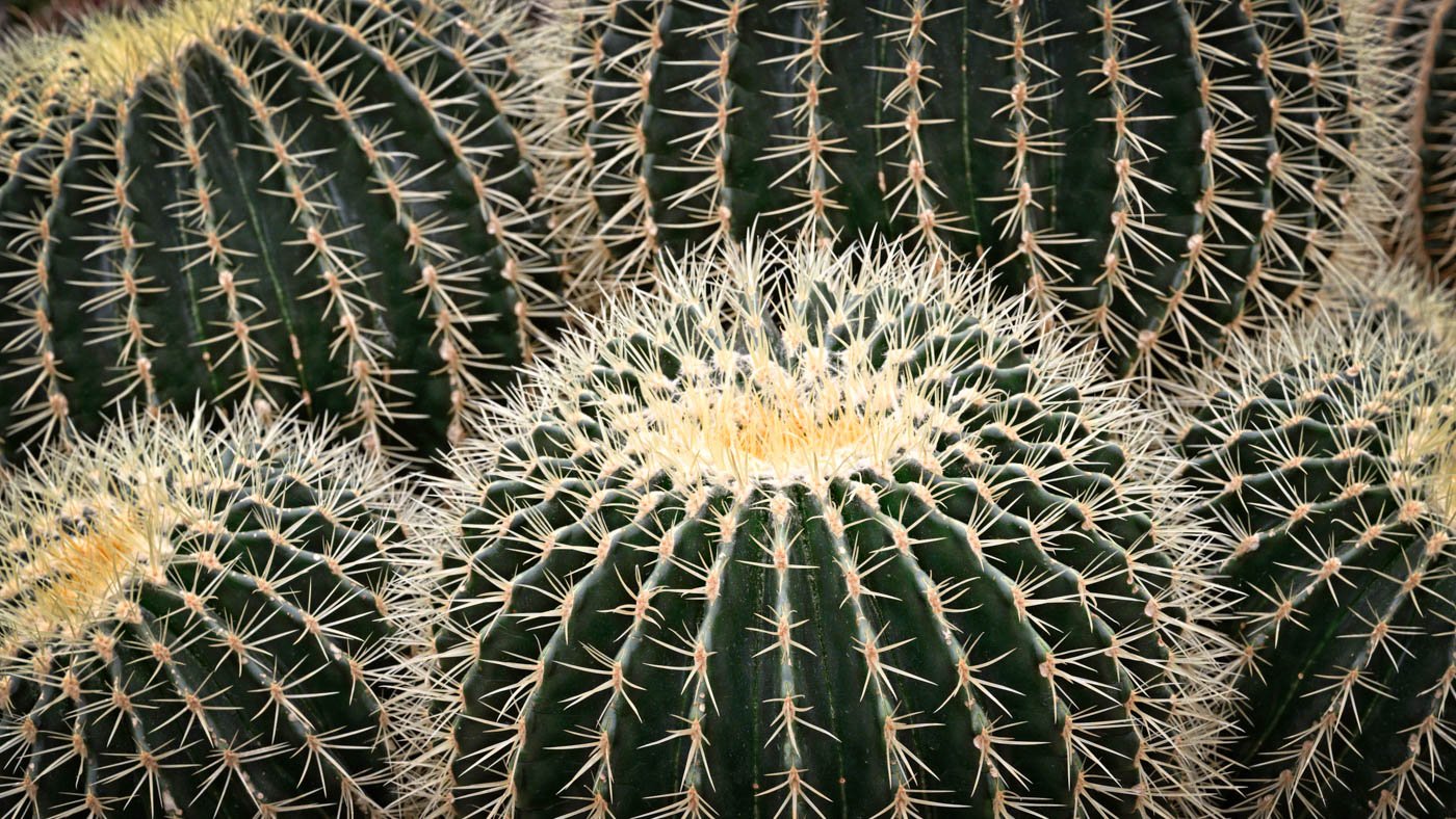 A group of cacti with white thorns
