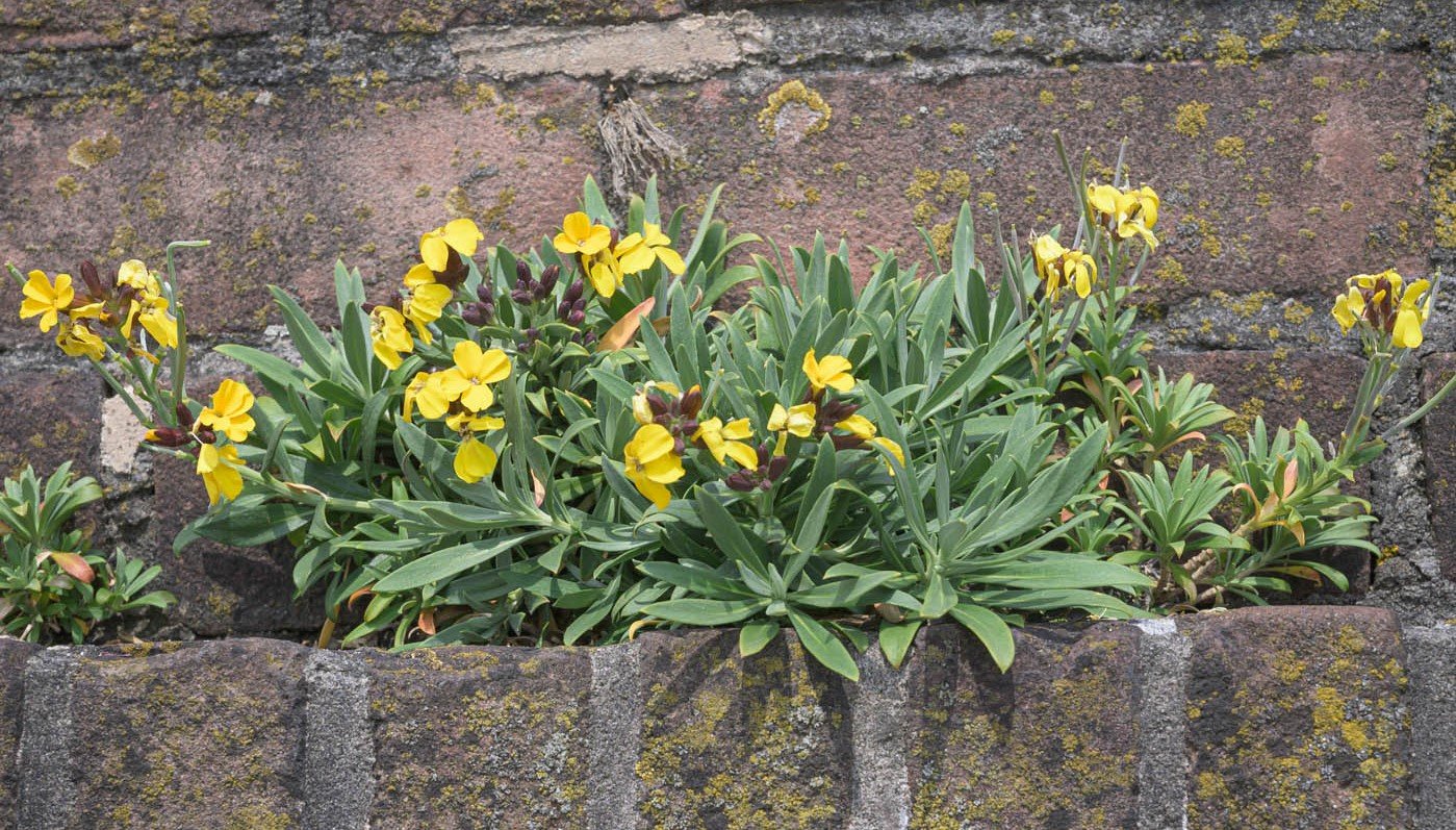 Muurbloem – Jan Hof photograpy